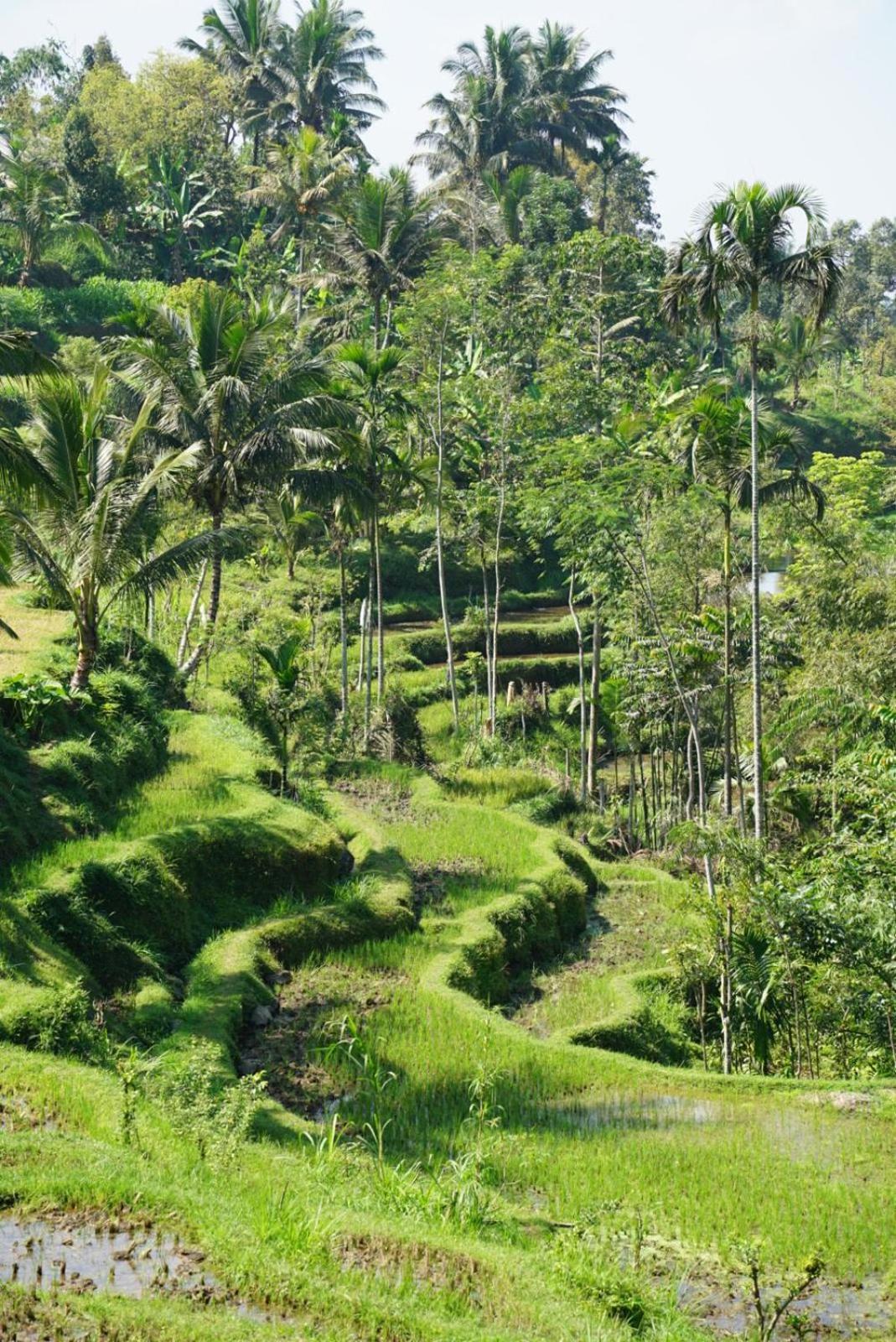 Tetebatu Indah Homestay Екстер'єр фото