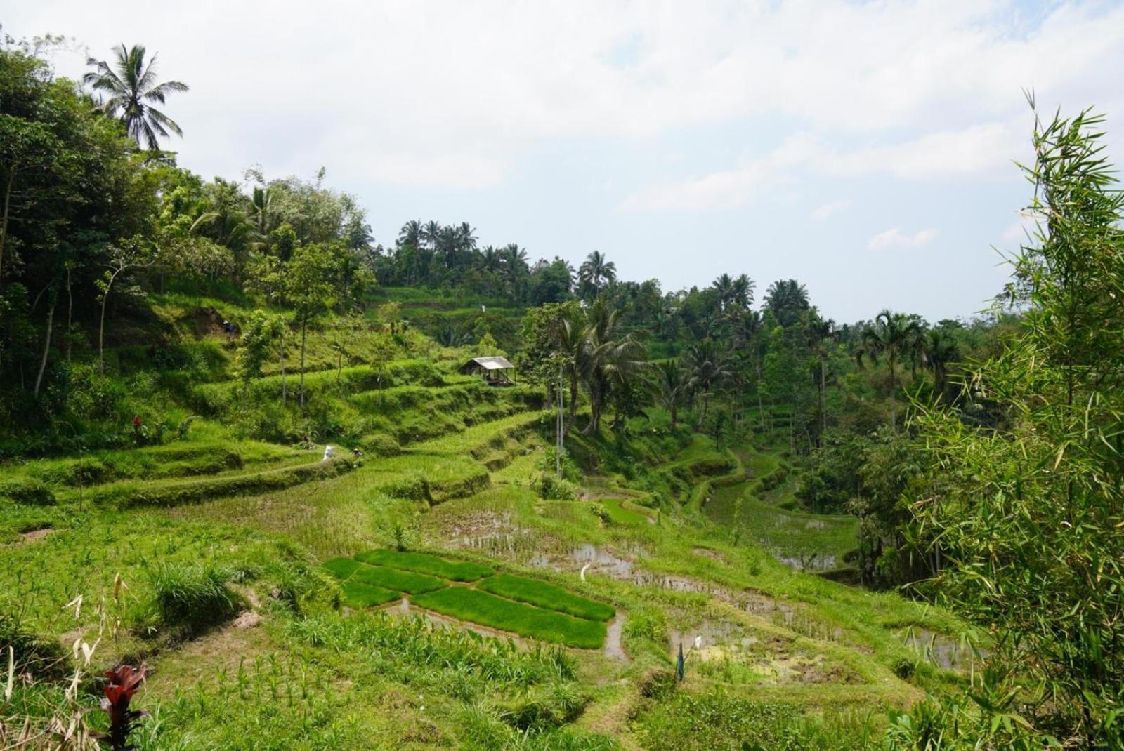 Tetebatu Indah Homestay Екстер'єр фото