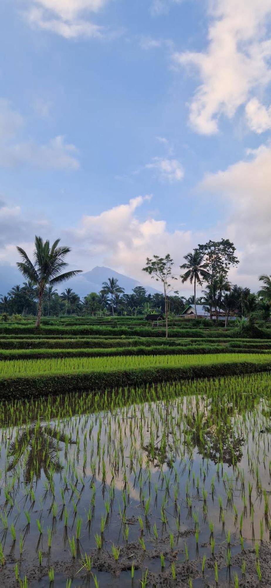 Tetebatu Indah Homestay Екстер'єр фото